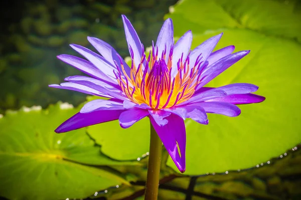 Purple Lotus Yellow Pollen Close Hybrid Purple Lotus Flower King — Stock Photo, Image