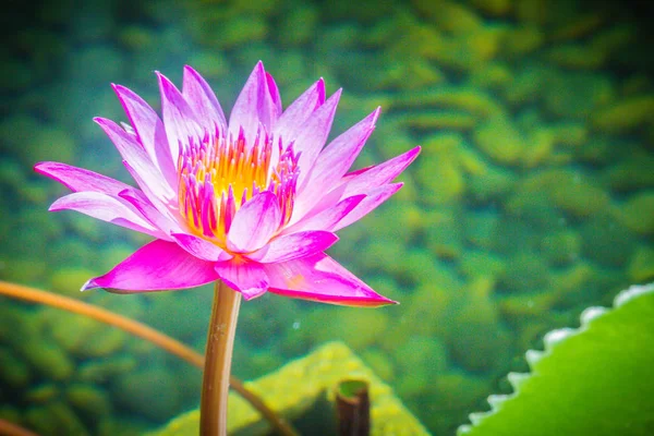 Lila Lotus Sárga Virágpor Közelről Hibrid Lila Lótuszvirág King Siam — Stock Fotó
