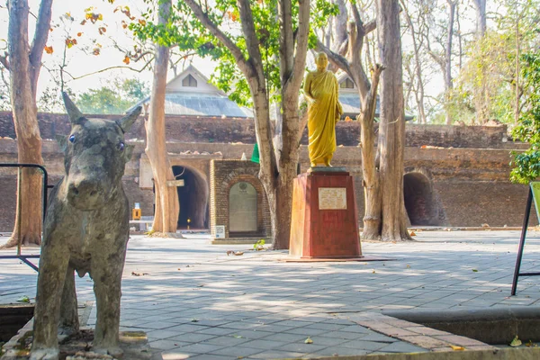 Huzurlu Wat Umong Suan Puthatham Chiang Mai Tayland Için 700 — Stok fotoğraf