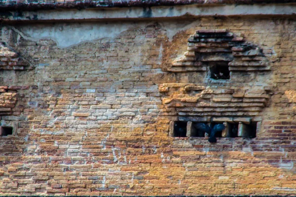 Pombo Vive Nos Velhos Buracos Tijolo Pagode Ruína — Fotografia de Stock