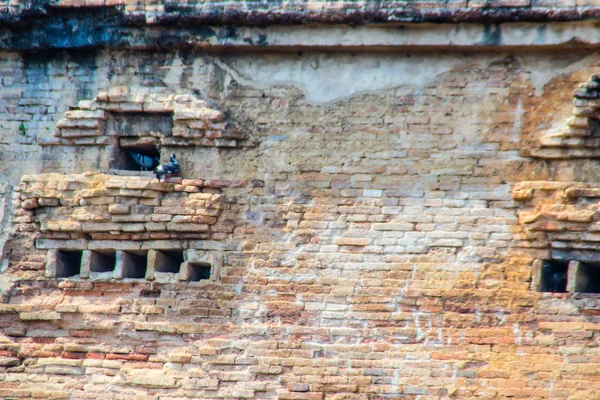 Pombo Vive Nos Velhos Buracos Tijolo Pagode Ruína — Fotografia de Stock