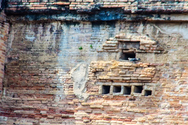 Pigeon Live Old Brick Holes Ruin Pagoda — Stock Photo, Image