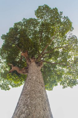 Büyük Dipterocarpus alatus ararken Barka, ağaç. Dipterocarpus alatus olarak da bilinen 