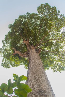 Büyük Dipterocarpus alatus ararken Barka, ağaç. Dipterocarpus alatus olarak da bilinen 