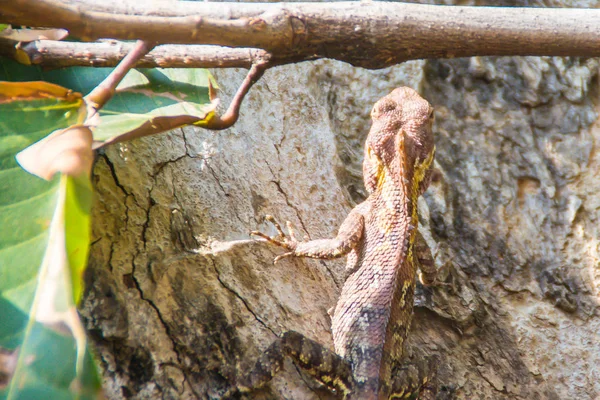 Лесная Ящерица Белла Gonocephalus Bellii Calotes Mystaceus Меняет Цвет Кожи — стоковое фото