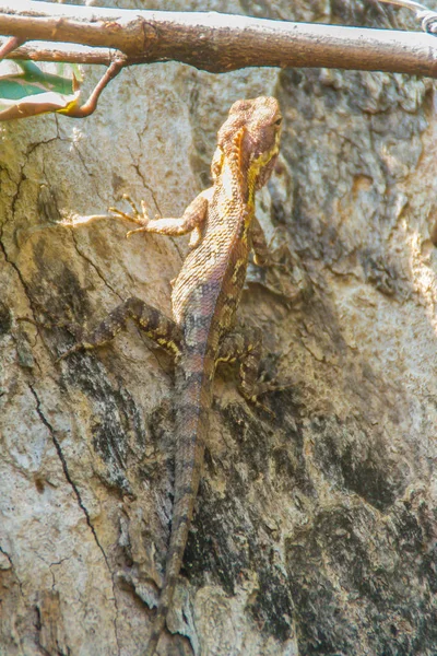 Incroyable Lézard Dragon Forêt Bell Gonocephalus Bellii Calotes Mystaceus Change — Photo