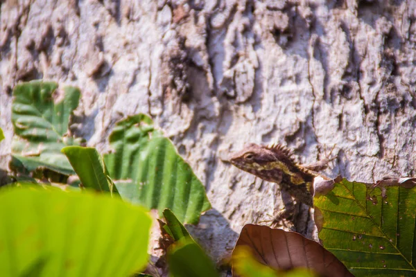 Lagarto Dragón Del Bosque Amazing Bell Gonocephalus Bellii Calotes Mystaceus — Foto de Stock