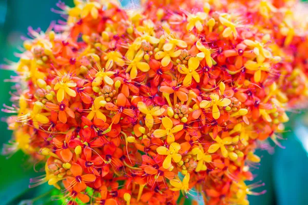 Красочные Оранжевые Желтые Цветы Saraca Asoca Saraca Indica Linn Дереве — стоковое фото