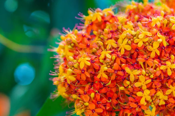 Красочные Оранжевые Желтые Цветы Saraca Asoca Saraca Indica Linn Дереве — стоковое фото