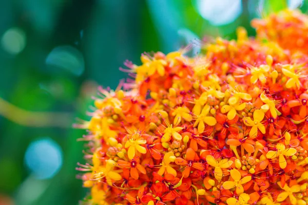 Colorful Orange Yellow Blooms Saraca Asoca Saraca Indica Linn Flowers — Stock Photo, Image
