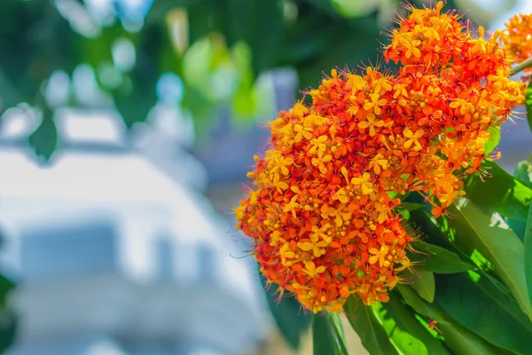 Colorful Orange Yellow Blooms Saraca Asoca Saraca Indica Linn Flowers — Stock Photo, Image