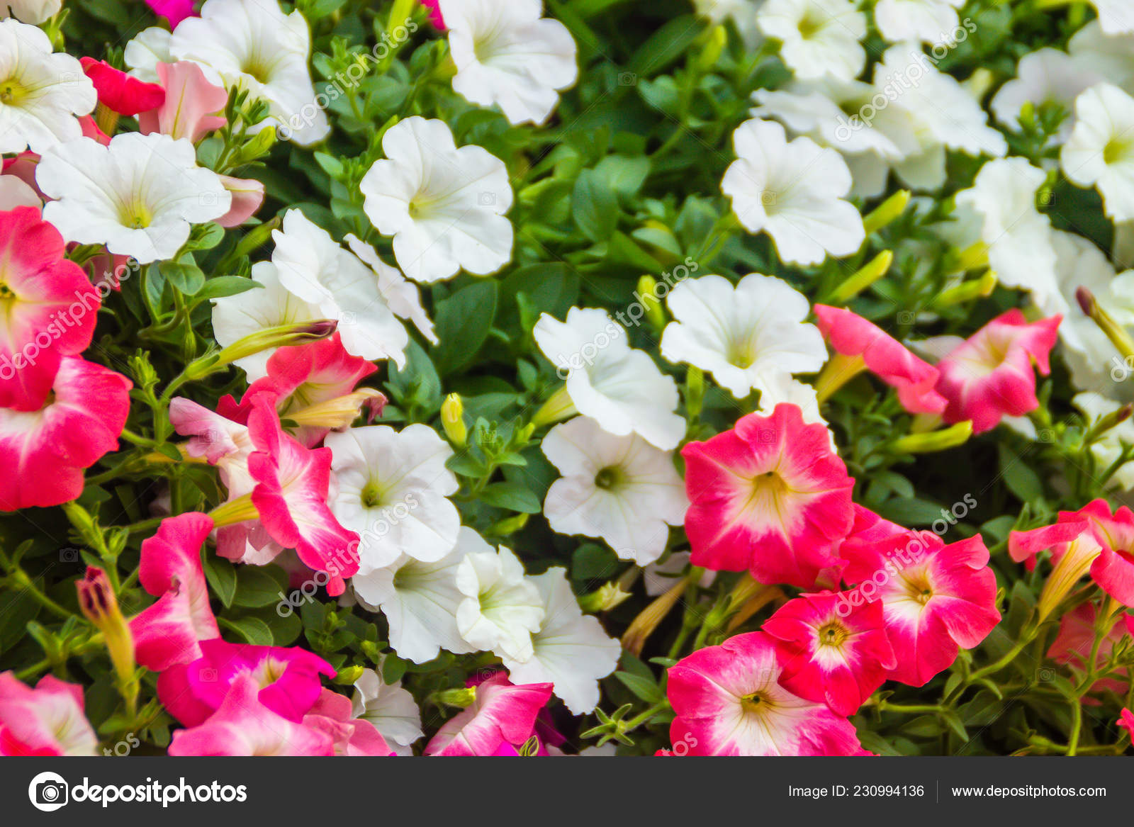 Get Close Beautiful Pink White Petunia Flowers Green Leaves Background For iPhone Wallpaper Close Beautiful Pink White Petunia Flowers Green Leaves Background For iPhone