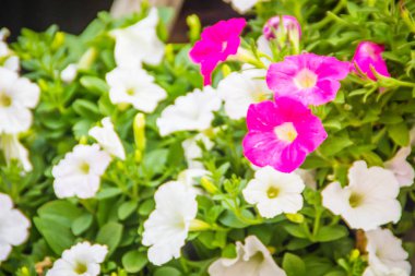 Güzel pembe ve beyaz Petunya çiçek yeşil ile yakından metin için arka plan ve kopya yer bırakır. Petunyaların are bir-in bizim en popüler yaz yatak bitkiler, yaz boyunca çiçeklenme.