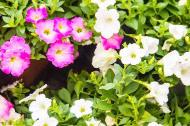 Güzel pembe ve beyaz Petunya çiçek yeşil ile yakından metin için arka plan ve kopya yer bırakır. Petunyaların are bir-in bizim en popüler yaz yatak bitkiler, yaz boyunca çiçeklenme.