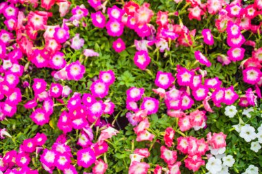 Yeşil güzel pembe Petunya çiçeklerle yakından metin için arka plan ve kopya yer bırakır. Petunyaların are bir-in bizim en popüler yaz yatak bitkiler, yaz boyunca çiçeklenme.