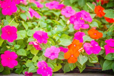 Yeşil güzel pembe Petunya çiçeklerle yakından metin için arka plan ve kopya yer bırakır. Petunyaların are bir-in bizim en popüler yaz yatak bitkiler, yaz boyunca çiçeklenme.