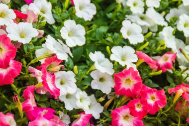 Güzel pembe ve beyaz Petunya çiçek yeşil ile yakından metin için arka plan ve kopya yer bırakır. Petunyaların are bir-in bizim en popüler yaz yatak bitkiler, yaz boyunca çiçeklenme.