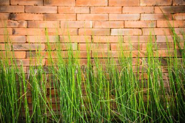 Arka plan kırmızı tuğla duvar ve yeşil asma çim aşağıdan soyut. Eski kırmızı tuğla duvar doku ve yeşil çim arka plan.