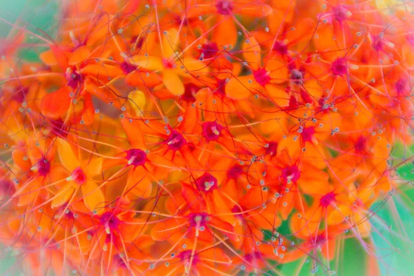 Flores Color Naranja Amarillo Saraca Asoca Saraca Indica Linn Árbol —  Fotos de Stock