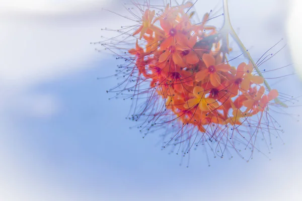 Kleurrijke Oranje Gele Bloemen Van Saraca Asoca Saraca Indica Linn — Stockfoto