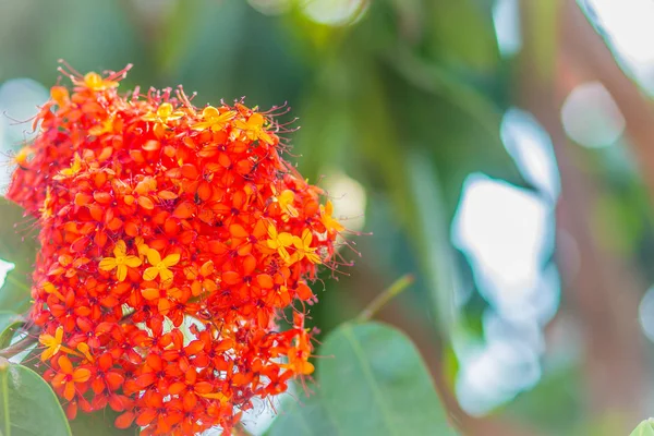 Красочные Оранжевые Желтые Цветы Saraca Asoca Saraca Indica Linn Дереве — стоковое фото