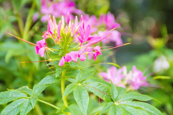 Krásná Růžová Cleome Hassleriana Květina Zahradě Zblízka Druhy Cleome Jsou — Stock fotografie