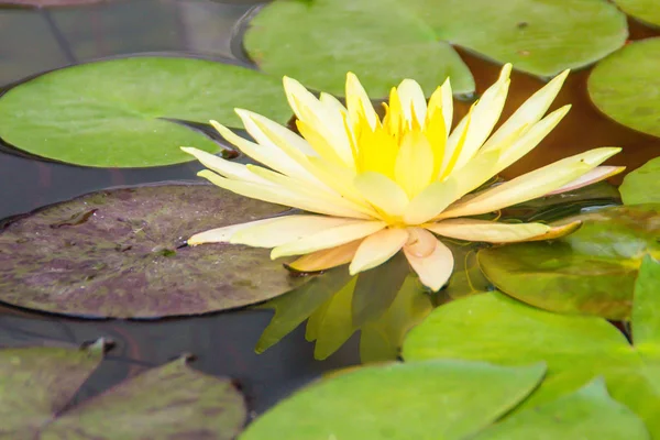 Beautiful yellow lotus with green leaves in swamp pond. Peaceful yellow water lily flowers and green leaves on the pond surface.