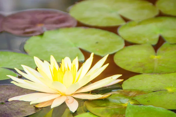 Hermoso Loto Amarillo Con Hojas Verdes Estanque Del Pantano Flores —  Fotos de Stock