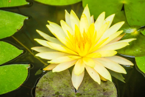 Schöner Gelber Lotus Mit Grünen Blättern Sumpfteich Friedliche Gelbe Seerosenblüten — Stockfoto