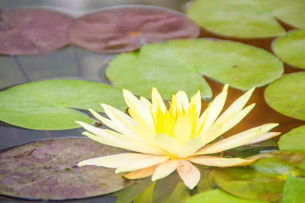 Lótus Amarelo Bonito Com Folhas Verdes Lagoa Pântano Flores Lírio — Fotografia de Stock