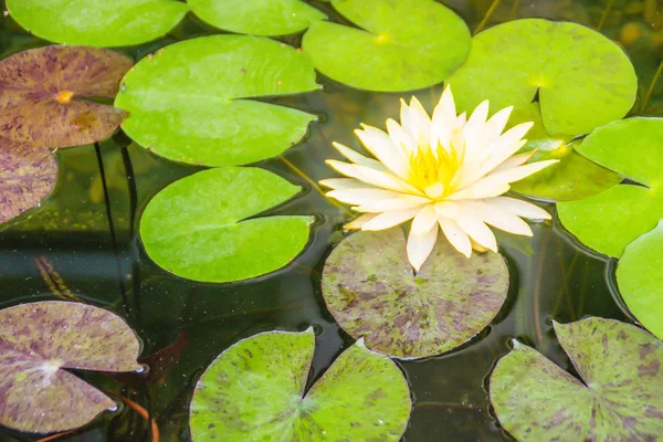 沼の池緑の葉で美しい黄色蓮 静かな黄色のスイレンの花と池の表面の緑の葉 — ストック写真