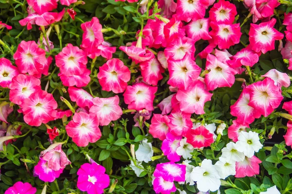 关闭美丽的粉红色和白色的花瓣花与绿叶背景和文本复制空间 Petunias 是我们最受欢迎的夏季床上用品之一 整个夏季开花 — 图库照片