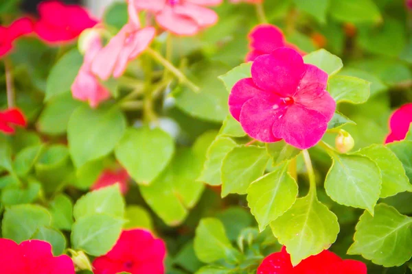 Fermer Belles Fleurs Roses Pétunia Avec Fond Feuilles Vertes Copier — Photo