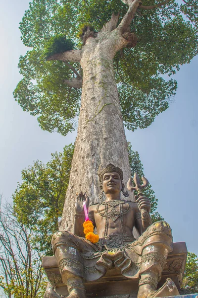 Άγαλμα Του Σίβα Μεγαλα Dipterocarpus Alatus Δέντρο Φλοιός Κοιτώντας Ψηλά — Φωτογραφία Αρχείου