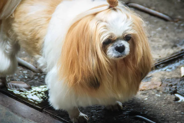 Schattige Langharige Hond Van Shih Tzu Standin Vuile Vloer Kijk — Stockfoto