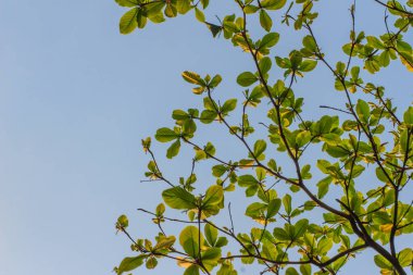 Mavi gökyüzündeki Terminalia katappa ağacının yeşil yaprakları. İngilizce 'de 