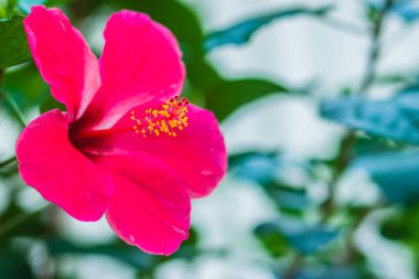 Pembe Hibiscus Rosa-Sinensis 'in Ritzy' si Çin amblemi, Çin gülü, Hawaii amfibiği ve ayakkabı boyası olarak da bilinir. Güzel, tek bir Çin amblemi bulanık arka planda pembe çiçek.