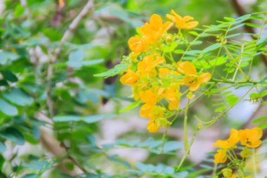 Ağaçta güzel sarı çırpılmış yumurta, kalamona (Cassia surattensis) çiçeği ve doğal arka plan..