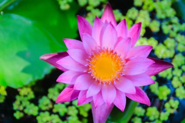 Çiçek açan pembe nilüfer çiçeği, su yüzeyinde açan nilüfer çiçeği. Pembe nilüfer çiçekleri ya da gölette açan nilüfer çiçekleri..