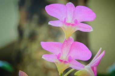 Doğadaki tropik bahçede güzel orkideler çiçek açar. Orkide çiftliğindeki pembe mor orkideleri kapatın. Çiçek yeşili arka plan olarak parlak renkli vahşi orkide.