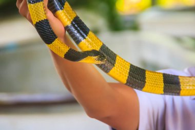 Krait yılanını bir uzmanın eline taktım. Bantlı Krait (