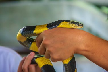 Krait yılanını bir uzmanın eline taktım. Bantlı Krait (