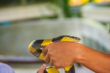 Krait yılanını bir uzmanın eline taktım. Bantlı Krait (