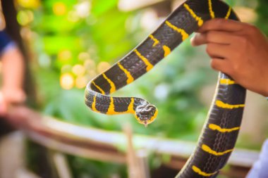 Uzmanın elindeki şirin mangrov yılanı. Boiga dendrophila, Colubridae familyasından bir yılan türü olan Colubridae familyasından bir yılan türü..