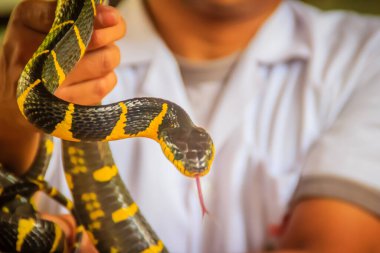 Uzmanın elindeki şirin mangrov yılanı. Boiga dendrophila, Colubridae familyasından bir yılan türü olan Colubridae familyasından bir yılan türü..