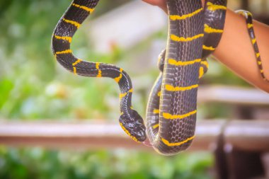 Uzmanın elindeki şirin mangrov yılanı. Boiga dendrophila, Colubridae familyasından bir yılan türü olan Colubridae familyasından bir yılan türü..