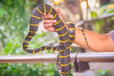 Uzmanın elindeki şirin mangrov yılanı. Boiga dendrophila, Colubridae familyasından bir yılan türü olan Colubridae familyasından bir yılan türü..