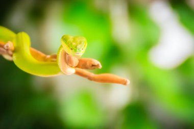 Korkunç yeşil zehirli çukur engereği dalda sürünüyor. Yeşil çukur engerek yılanı (Trimeresurus) Asya palmiye yılanları, Asya mızrak başları ve Asya mızrak başlı yılanları olarak da bilinir..