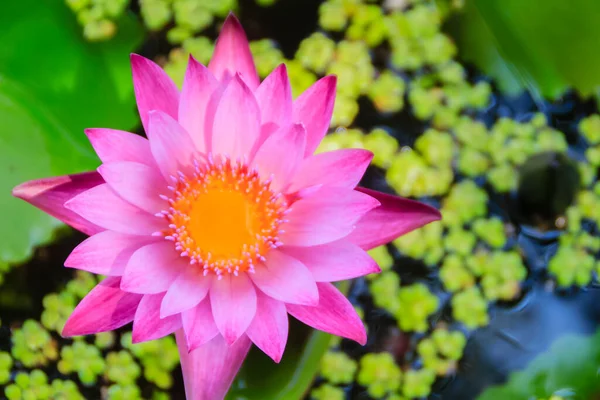 Flor Flor Loto Rosa Lirio Agua Floreciendo Superficie Del Agua —  Fotos de Stock