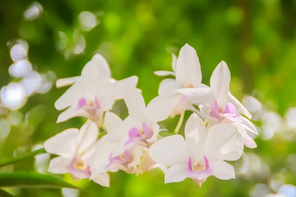 Schöne Orchideen Blühen Der Natur Tropischen Garten Nahaufnahme Rosa Weiß — Stockfoto